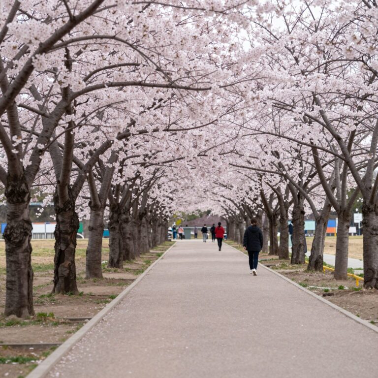 하남 미사경정공원의 분홍색 겹벚꽃 길과 조정경기장이 보이는 봄 풍경