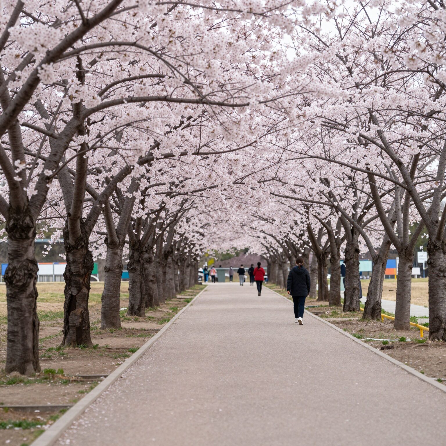 하남 미사경정공원의 분홍색 겹벚꽃 길과 조정경기장이 보이는 봄 풍경