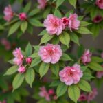 복숭아꽃 개화 시기와 키우기 방법 2026년 4월 초에 만개한 진한 분홍색 복숭아꽃과 함께 피어난 초록색 잎