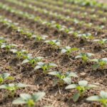 고추 모종을 적정 간격으로 심은 밭의 모습, 통풍과 햇빛 투과가 잘 되는 모습