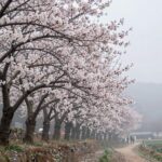 화순 세량지 벚꽃과 물안개 완벽 가이드 화순 세량지 봄 아침 물안개와 산벚꽃 풍경