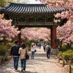 서산 문수사 일주문부터 시작되는 분홍빛 겹벚꽃 터널 산책로, 봄날의 환상적인 풍경