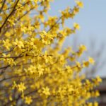 봄 햇살 아래 핀 황매화 홑꽃의 클로즈업 사진