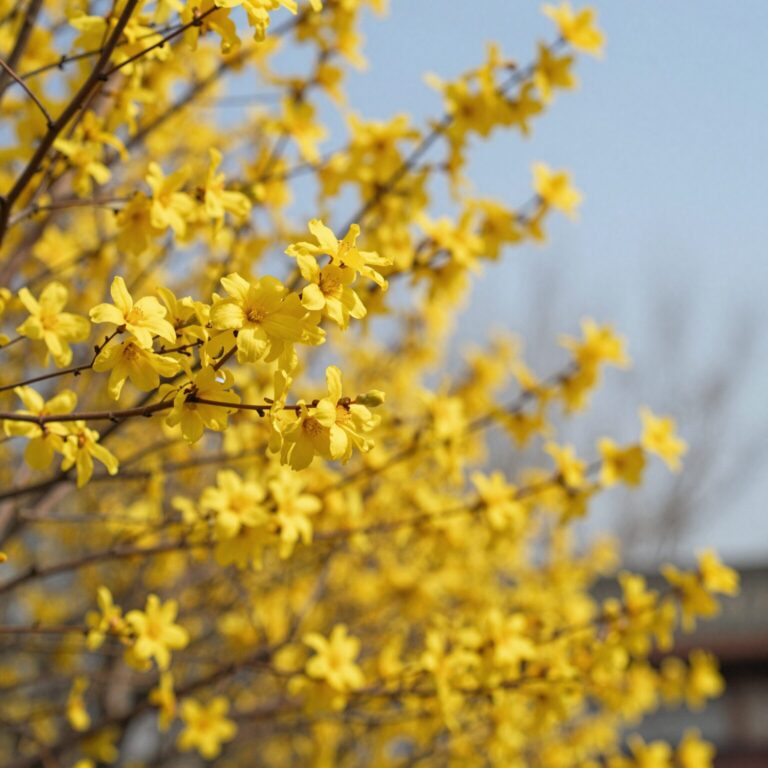봄 햇살 아래 핀 황매화 홑꽃의 클로즈업 사진