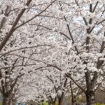 조팝나무 싸리꽃 이팝나무 차이점과 개화시기 봄에 피어난 조팝나무 꽃 가지에 하얀 꽃이 빽빽이 달린 모습