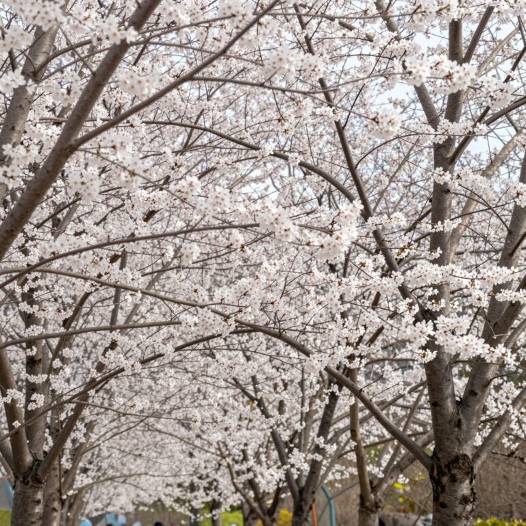봄에 피어난 조팝나무 꽃 가지에 하얀 꽃이 빽빽이 달린 모습