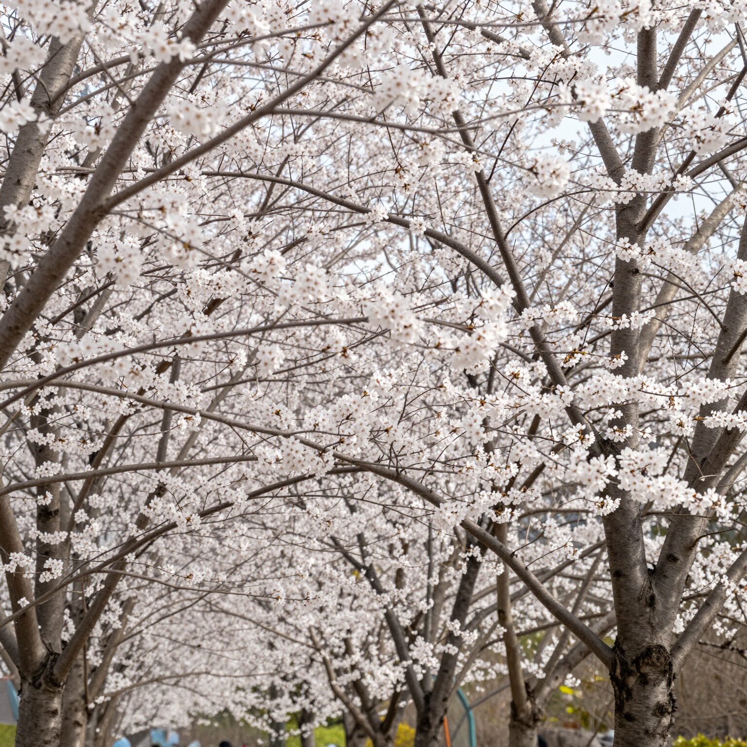 봄에 피어난 조팝나무 꽃 가지에 하얀 꽃이 빽빽이 달린 모습