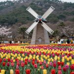 임자도 튤립축제장 전경, 색색깔의 튤립과 풍차, 뒤로 푸른 바다가 보이는 풍경