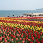 태안 튤립축제 전망대에서 바라본 화려한 튤립 카펫 정원과 바다 풍경