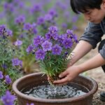 화분에 심겨진 보라색 제비꽃과 물주는 모습