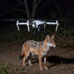 대전 늑대 수색을 위한 열화상 드론이 야간 산림지대를 비행하고 있는 모습