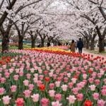 양산 황산공원 봄날의 유채꽃밭과 튤립 정원 풍경