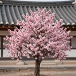 2026년 연산홍 개화 시기와 아름다운 감상법 만개한 분홍색 연산홍 꽃나무와 배경의 한국 전통 한옥 지붕