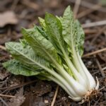 봄철 산에서 채취한 연한 엉겅퀴 새순 나물