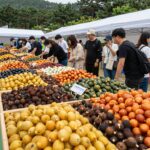 2026년 고창 수박축제 현장에서 다양한 수박들이 진열되어 있는 모습, 시식 부스에 줄을 선 방문객들