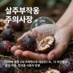 살구 부작용 주의할 점 살구 부작용 주의사항 설명 이미지