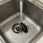 바퀴벌레 서식지 해결 방법 주방 싱크대 밑 바퀴벌레 서식지 찾기