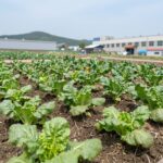 7월에 심는 채소 텃밭에 자란 상추와 쪽파 모종