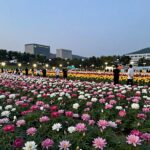 양평 세미원 연꽃축제 야간개장 연꽃밭 조명 풍경