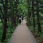 국립자연휴양림 숲속 데크로드 산책길 풍경