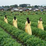 제주 수산리 마을 초록 옥수수 밭과 노란 드레스 코드를 입은 방문객들