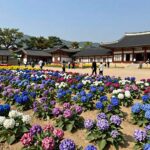 2026 유구 수국축제 입장료 완전무료 유구 색동수국정원 수국 꽃밭 전경