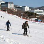 알펜시아 알파인 코스터 이용 꿀팁 총정리 알펜시아 알파인 코스터 트랙을 질주하는 모습