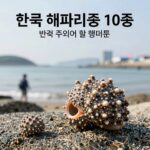 한국 해파리 종류 10종을 한눈에 보여주는 정보표와 바다에서 주의해야 할 해파리 사진