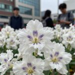 계요등 꽃 흰색통꽃 자주색 무늬 샘털