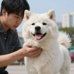 강아지 귀지 냄새 원인과 관리법 강아지 귀지 냄새로 귀 상태를 살피는 모습