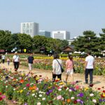 8월 꽃축제 맥문동 연꽃 명소 8월 꽃축제 서천 장항 송림 산림욕장 맥문동 꽃밭 전경