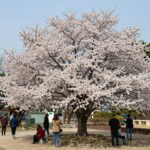 배롱나무 꽃 볼 때 꼭 확인할 것 자주색 배롱나무 꽃이 만개한 모습