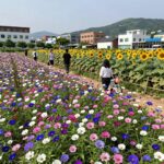 백일홍 꽃 만개 시기와 키우는 팁 경주 카페 바실라의 만개한 백일홍 꽃밭과 해바라기 정원 풍경