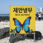 제주도 해파리 주의사항과 안전 물놀이 팁 제주도 해수욕장에서 발견된 푸른우산관해파리 모습과 주의 안내판