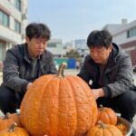 보우짱 밤호박 제철 맞아 포슬포슬하게 먹는 방법 보우짱 밤호박 찜기에 포슬하게 찐 모습