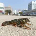 문어 전용 삼발이 에기와 일반 쭈꾸미에기 비교 사진