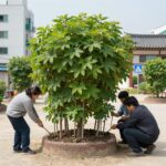 집에서 만든 황도 통조림 사진