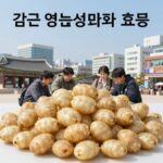 감자 영양성분 효능 보관 삶는법 정리 감자 영양성분과 효능을 설명하는 이미지