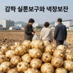 감자 실온보관과 냉장보관 비교 이미지
