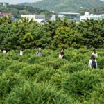 성주 성밖숲 대유리엘 청약 정보와 입지 성주 경산리 성밖숲 왕버들 군락 전경