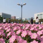 가로등 불빛 아래 핀 분홍색 풍접초꽃 사진 수술이 길게 뻗어 나비 모양을 이룸