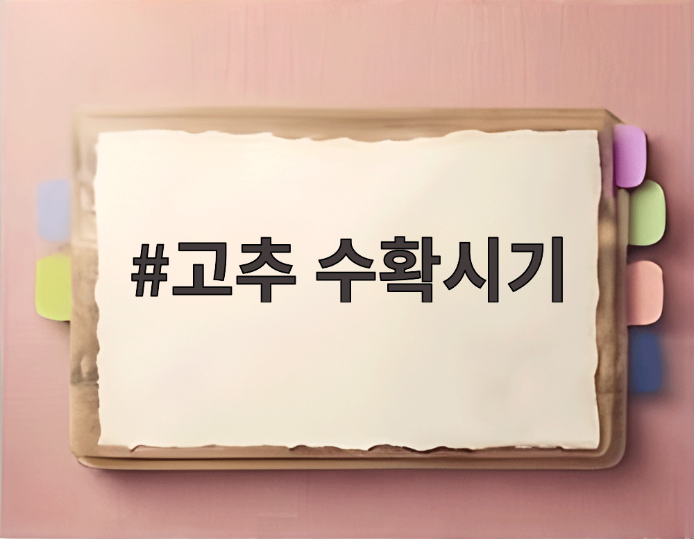 고추 수확시기