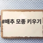 배추 모종 키우기 시기와 관리 방법 배추 모종 키우기
