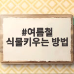 여름철 식물키우는 방법 물주기 햇빛 관리 여름철 식물키우는 방법