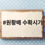 원황배 수확시기