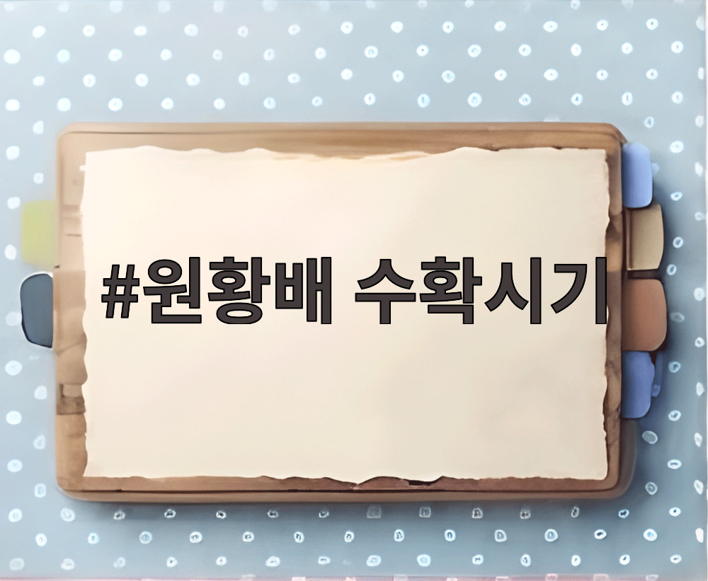 원황배 수확시기