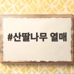 산딸나무 열매