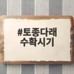 토종다래 수확시기
