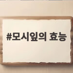 모시잎 효능과 활용법 완벽 정리 모시잎의 효능