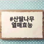 산딸나무 열매효능